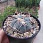 Echinocactus horizonthalonius   Sierra Paila