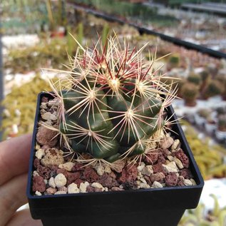 Thelocactus bicolor   La Soledad