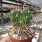 Stenocactus phyllacanthus