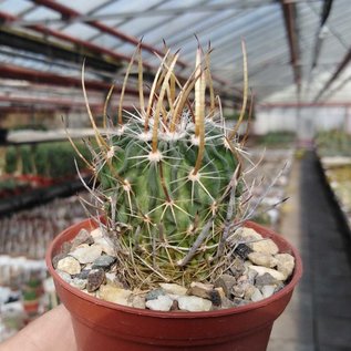 Stenocactus obvallatus