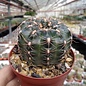 Gymnocalycium andreae v. matznetteri