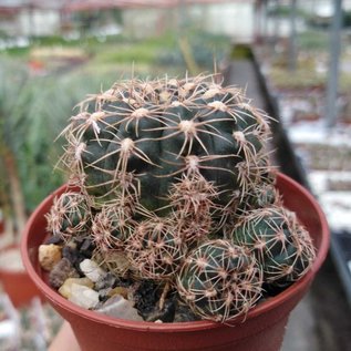 Gymnocalycium bruchii v. hossei OF25-30