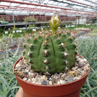 Gymnocalycium damsii