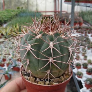 Gymnocalycium nidulans