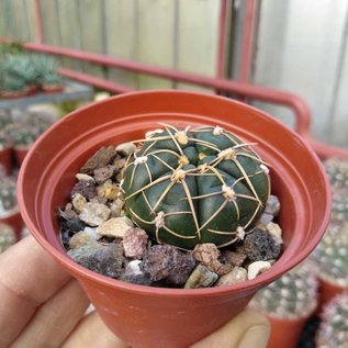 Gymnocalycium uruguayense v. roseiflorum ? H 025