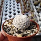 Mammillaria herrerae