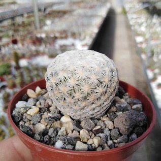 Mammillaria egregia