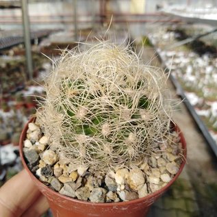 Neoporteria nidus f. senilis