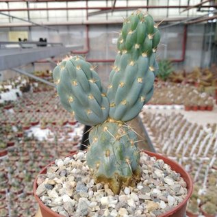 Miqueliopuntia miquelii