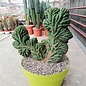 Trichocereus pachanoi XL     cristata