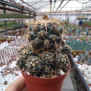 Coryphantha sulcolanata