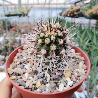 Copiapoa echinata  WK 801