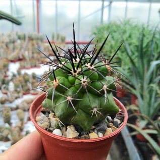 Copiapoa megarhiza v. megarhiza  West Copiapo