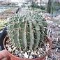 Notocactus buiningii