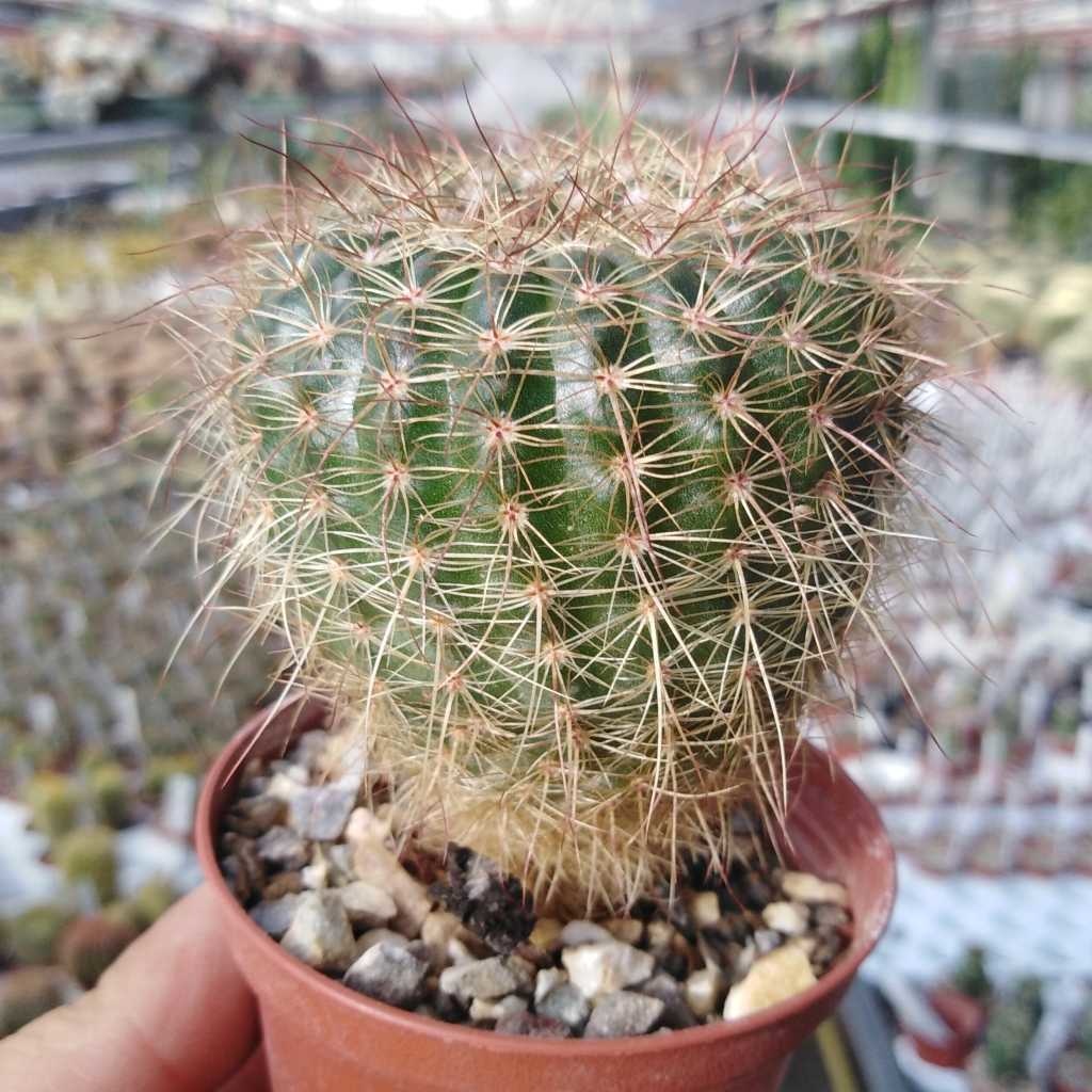 Notocactus concinnus v. fimbriatiflorus Uhlig Kakteen Über 5000