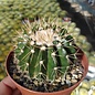 Notocactus erinaceus
