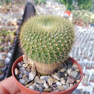 Notocactus graessneri