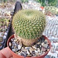 Notocactus graessneri