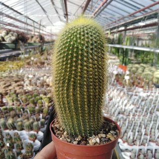 Notocactus leninghausii