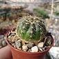 Notocactus ottonis v. vargasensis