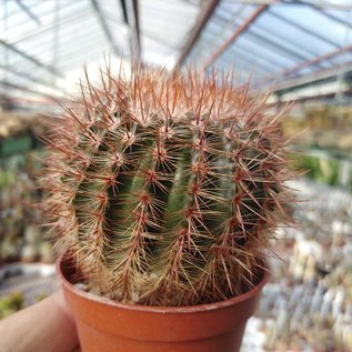 Notocactus schlosseri