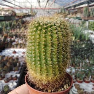 Notocactus vanvlietii  LW 064 Cadena Once Cerros, Tacuarembó, Uruguay