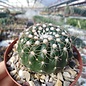 Notocactus uebelmannianus