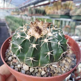 Notocactus sellowii fa. pauciareolatus