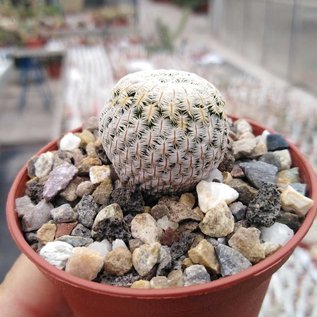 Mammillaria pectinifera      CITES, not outside EU