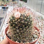 Mammillaria nana