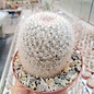 Mammillaria albicans