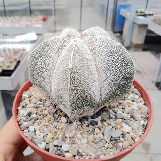 Astrophytum myriostigma cv. Onzuka