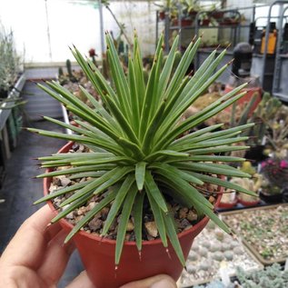 Agave striata v. nana