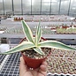 Agave parryi cv. Cream Spike