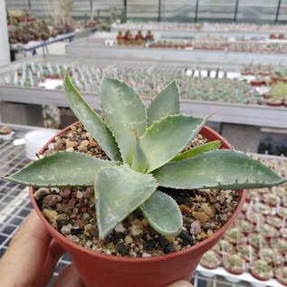 Agave potatorum cv. Kichijokan