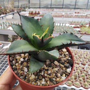 Agave titanota  FO 076 Sierra Mixteca