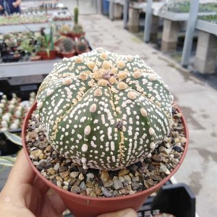 Astrophytum asterias cv. Super Kabuto XL