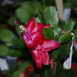 Schlumbergera-Hybr. Red Radians