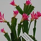 Schlumbergera-Hybr. Starburst