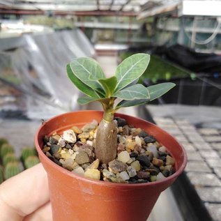 Adenium obesum  cv. Border