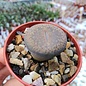 Lithops aucampiae cv. Rudesheim Rubi S 785