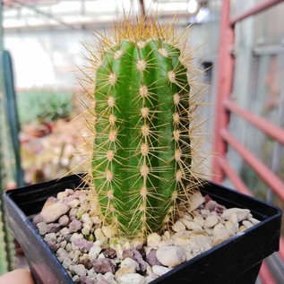 Trichocereus huascha cv. rote Blüte