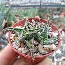 Aloe descoingsii v. augustina   Tulear   CITES, not outside EU