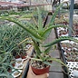 Aloe arborescens v. frutescens cv. Variegata