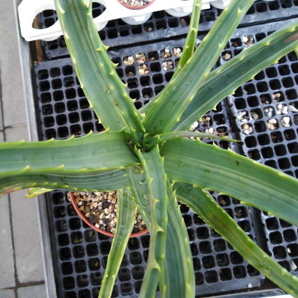 Aloe Arborescens Variegata 0308
