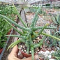 Aloe jacksonii