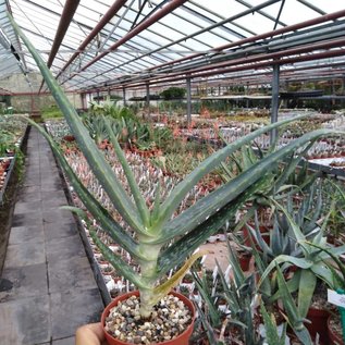 Aloe rubroviolacea