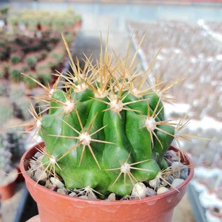 Ferocactus viridescens v. littoralis  San Telmo