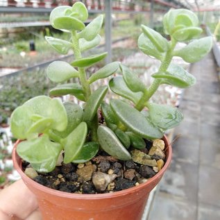 Adromischus caryophyllaceus