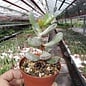 Adromischus filicaulis ssp. filicaulis PAB 420 Pakhuis Pass, S-Africa, ex A.tricolor